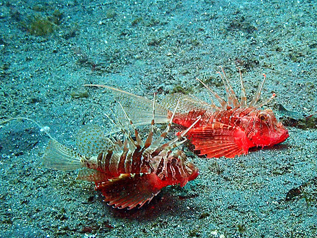 「魚だけど、おしどり夫婦」photo by A.Fukushi