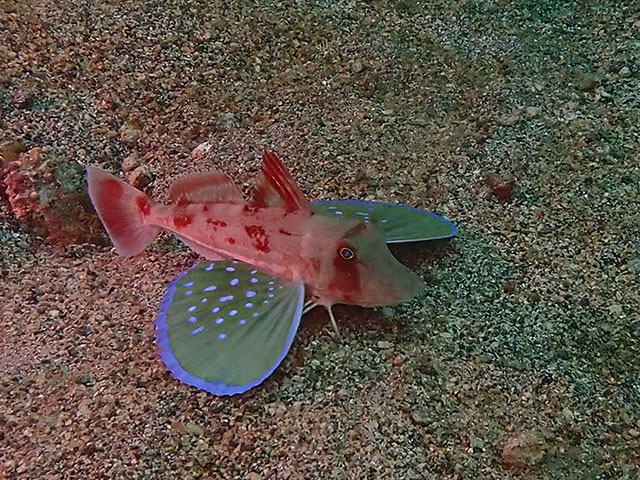「海中ヘリコプター」photo by A.Fukushi