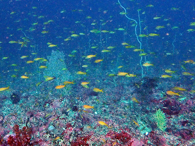 「ちょっと深場の花畑」photo by A.Fukushi