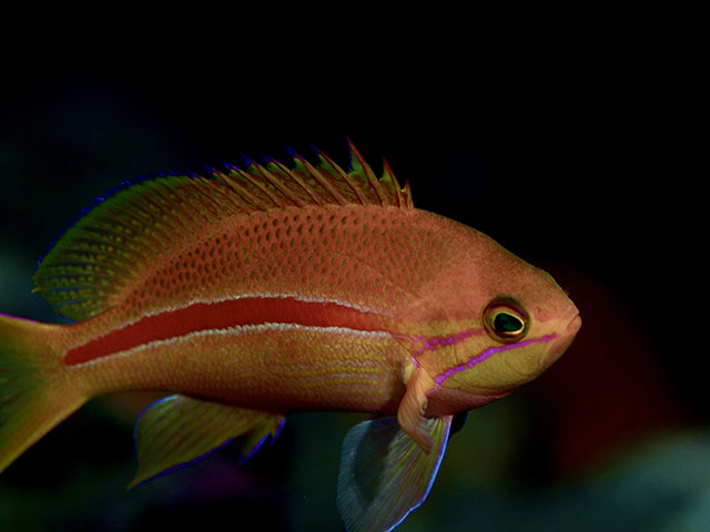 「キメ手は赤いアイライナー」photo by R.Kondo