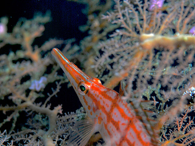 「ちょこんとクダゴン〜狙え２か月連続の主役〜」photo by R.Kondo