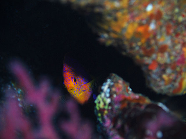 「チラッ」photo by R.Kondo